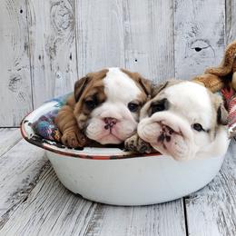 Bulldog Puppies from Fields’ Folly