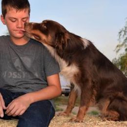 Cinch - Australian Shepherd