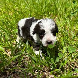 Lillian - Parti female Miniature Schnauzer puppy in Clover, South Carolina from Bobo’s Babies Kennels