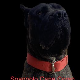 Jedi - Cane Corso
