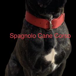Jedi - Cane Corso