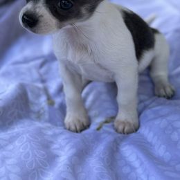 Chihuahua Puppies from Little Paws