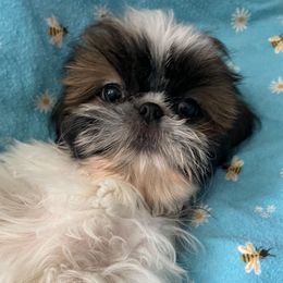 Joshua - Black and white male Shih Tzu puppy in Hemet, California from Aloha Shih Tzu