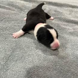 Pink - Black and white female Cardigan Welsh Corgi puppy in Divide, Colorado from Aspen Peak Corgis