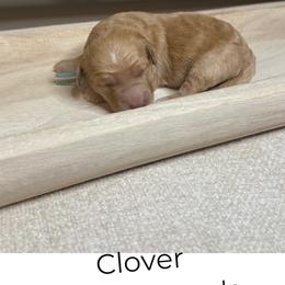 Clover - Apricot male Goldendoodle puppy in Layton, Utah from Gracious Doodle Dogs
