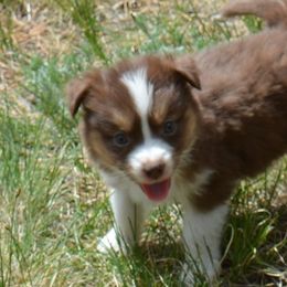 Pippi- the smallest female - Red tri-color Miniature American Shepherd puppy in Colorado from Mountain Cross Minis