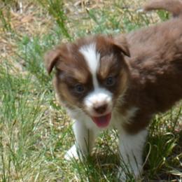 Pippi- the smallest female - Red tri-color Miniature American Shepherd puppy in Colorado from Mountain Cross Minis