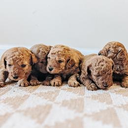 Scarlett - Apricot female Poodle puppy in Benton, Illinois from J & J Miniature Poodles