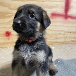 Girl 1 Pink Collar - Black and tan female German Shepherd puppy in Joshua, Texas from American Viking GSD Ranch