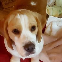 Jasper - Beagle