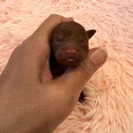 C - Red  female Poodle puppy in Hilo, Hawaii from Premium Teacup Puppy of Hawaii