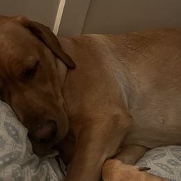 Labrador Retrievers from Lake Crystal Farms Labradors