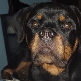 Rottweilers from Twilight Farms