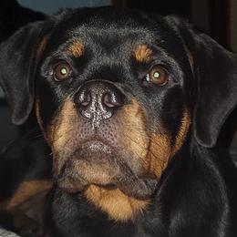 Rottweilers from Twilight Farms