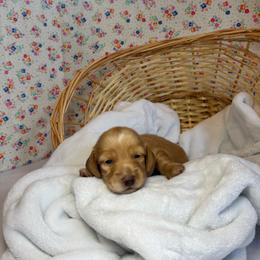 Daisy - Cream female Dachshund puppy in Mountain Grove, Missouri from Happy Hounds