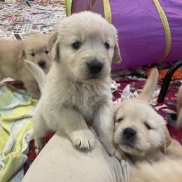 Girl 2 - Golden Retriever puppy in Newport, Pennsylvania from Liberty Golden Retrievers