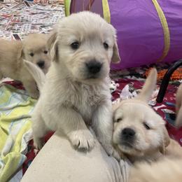 Girl 2 - Golden Retriever puppy in Newport, Pennsylvania from Liberty Golden Retrievers