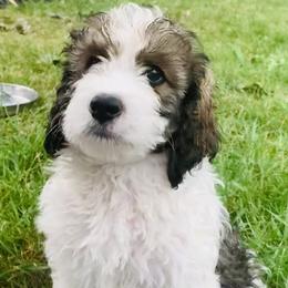 Bernedoodle Puppies from Moose Tracks Bernedoodles