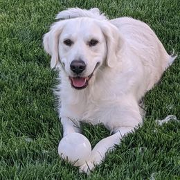 Luna - Golden Retriever