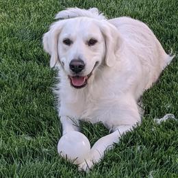Luna - Golden Retriever