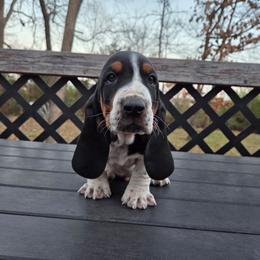 Rocky 2700.00 - Black brown and white male Basset Hound puppy in Denison, Texas from Emma Lou's Baby Bassets