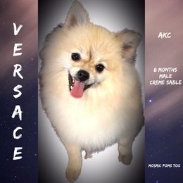 Versace - Pomeranian puppy in Orange, Texas from Mosaic Poms Too