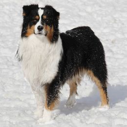 Australian Shepherd puppies from Rock Canyon Australian Shepherds