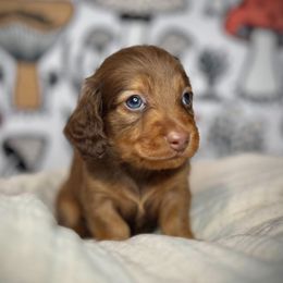 Boy 1 - Dachshund puppy from Jessica Louise Dachshunds