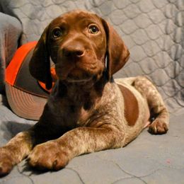 German Shorthaired Pointer Puppies from Jenny Ridge Kennels