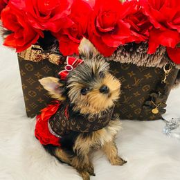 Yorkshire Terrier Puppies from Green Mountain Designer Yorkies