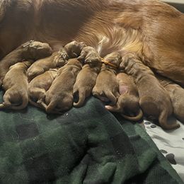 Girl 3 - Golden Retriever puppy from Red Ridge Retrievers
