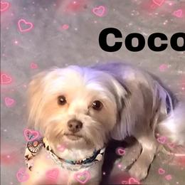 Coco - Morkie