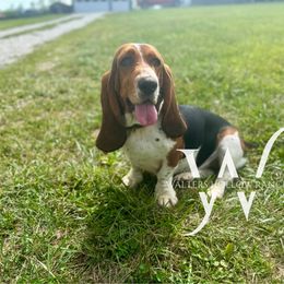 Harper - Basset Hound