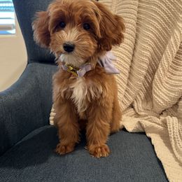 Girl 3 - female Goldendoodle puppy in Mesa, Arizona from Twinkle MiniDoodles