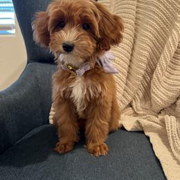 Girl 3 - female Goldendoodle puppy in Mesa, Arizona from Twinkle MiniDoodles