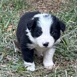 Licorice - Black and white male Border Collie puppy in Mckinney, Texas from Border Collies of Ruidoso