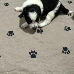 Border Collie Puppies from Roaring River Border Collies