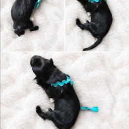 Blue Boy - Black male Belgian Sheepdog puppy in Virginia Beach, Virginia from Sea Major Belgians