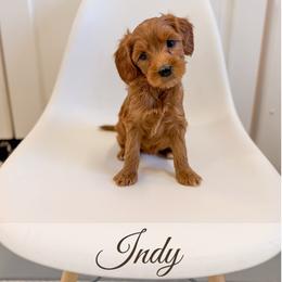 Indy - Red  female Goldendoodle puppy in Melba, Idaho from KZ Doodles