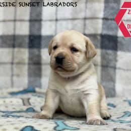 Red collar - Yellow female Labrador Retriever puppy in Beaverdam, Virginia from Riverside Sunset Labrador Retrievers