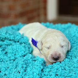 Australian Labradoodle, Bernedoodle, and Goldendoodle Puppies from Golden Fields Doodles