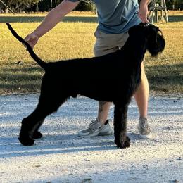 Maxwell - Black male Giant Schnauzer puppy in Bois D’arc, Missouri from Down Low Kennels