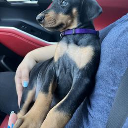 Dachshund and Doberman Pinscher Puppies from Texas Mini Dachshunds & Dobermans