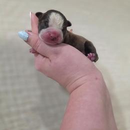Chocolate Male - Red male Boston Terrier puppy in La Belle, Florida from HC Boston Terriers