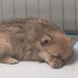 Boy 1 - Beaver male Pomeranian puppy in Maplefalls, Washington from Snow peak poms