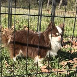 Ricky - Chihuahua