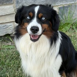 Nash - Miniature Australian Shepherd