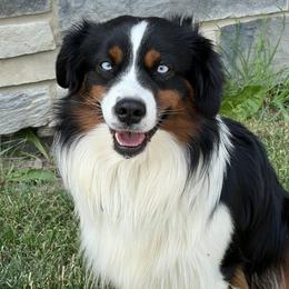 Nash - Miniature Australian Shepherd