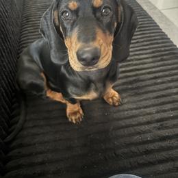 Dachshund All Grown Up from CasadeWeens
