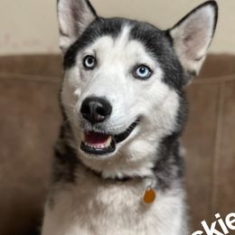 Siberian Huskies and Yorkshire Terriers from Swan City Puppies